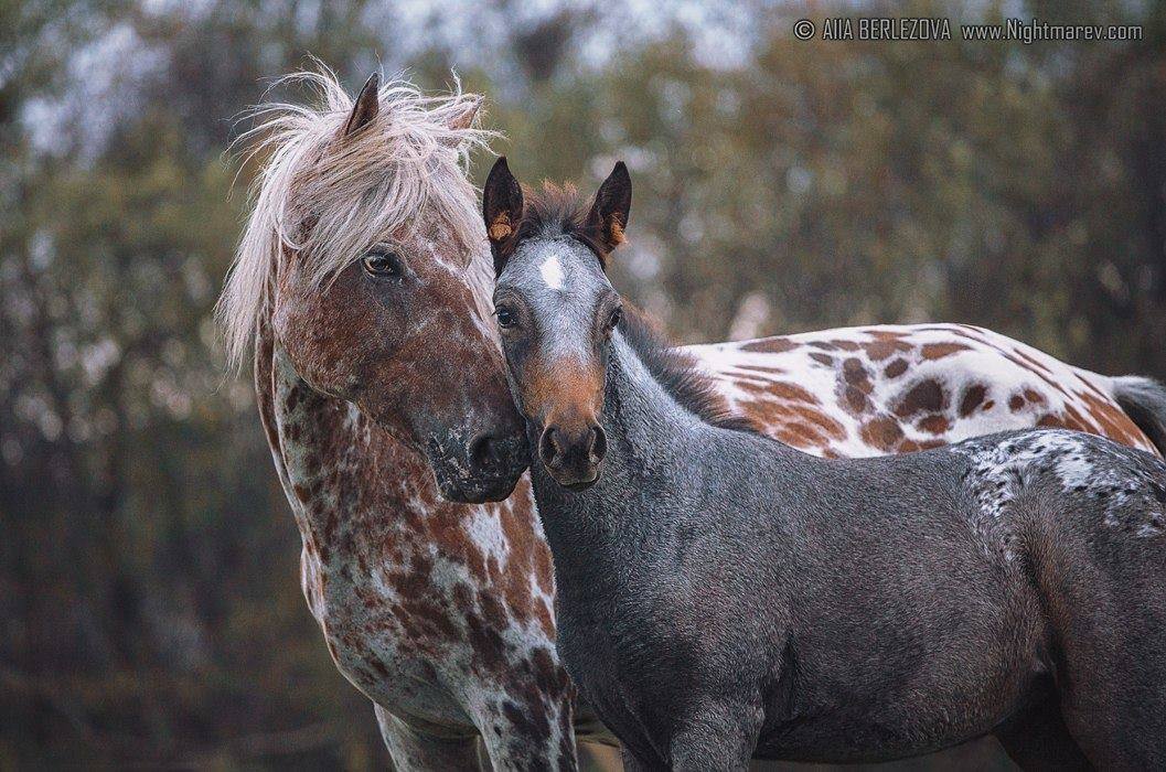 Alla Berlezova Photography, Russia